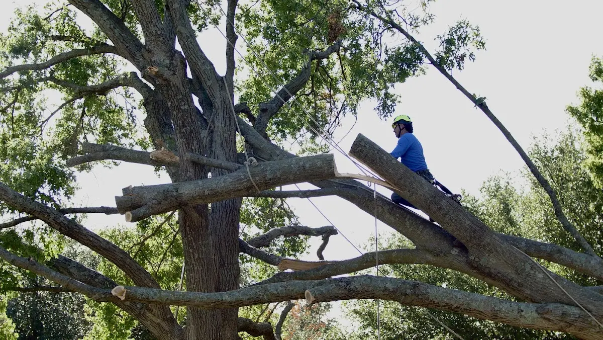 Professional Crown Thinning performed by certified arborists in Loma